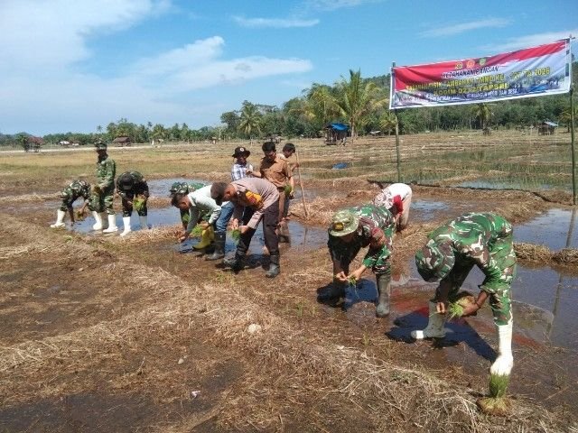 Tanam Padi Bareng Warga, Satgas TMMD ke-127 Perkuat Ketahanan Pangan di Simataniari
