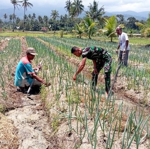 Aksi Nyata TMMD, Prajurit dan Warga Kompak Rawat Tanaman Jelang Panen