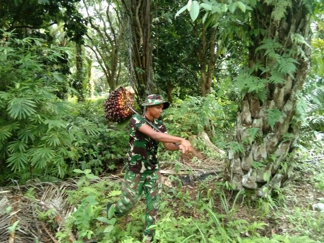 Tangan Prajurit Satgas TMMD Ke-127, Nafas Baru bagi Petani Sawit di Angkola Sangkunur