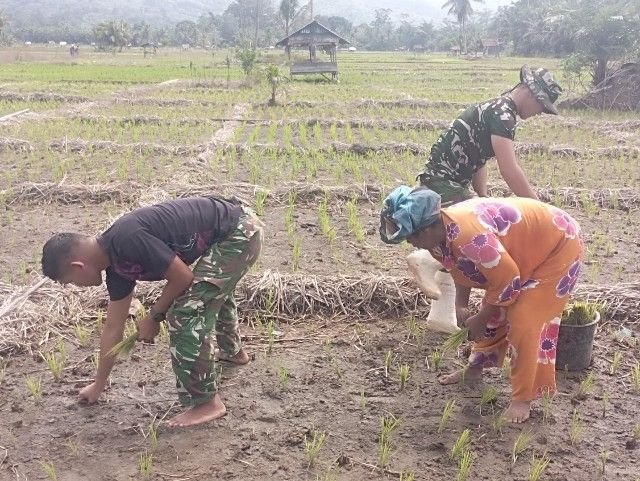 Bukan Cuma Pegang Senjata, Satgas TMMD Ke-127 Kodim 0212/TS Mahir Tanam Padi di Sangkunur