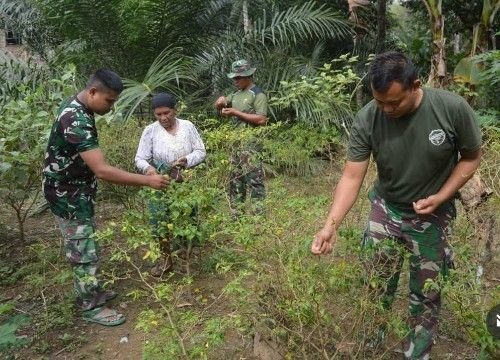 Satgas TMMD Turun ke Kebun, Bantu Petik Cabai dan Daun Singkong Milik Warga Sangkunur