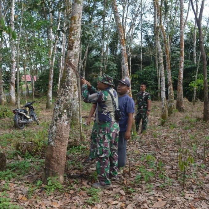 Satgas TMMD Turun ke Kebun, Semangat Gotong Royong Mengalir Bersama Getah Karet