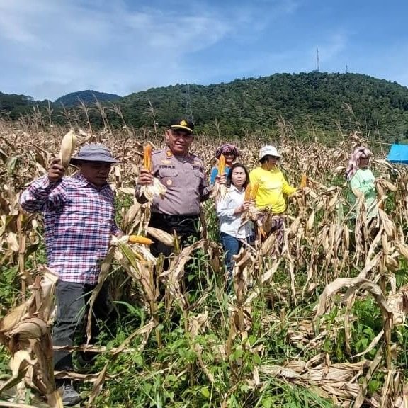 Bukan Cuma Jaga Kamtibmas, Polisi di Tapsel Ikut &ldquo;Panen Jagung&rdquo;: Lahan Tidur Disulap Jadi Ladang Cuan