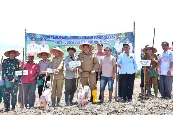 Gubsu Bantu Bibit Jagung 40 Hektare, Bupati Vandiko Turun Lapangan Tanam Benih Bersama Petani