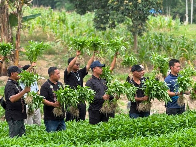 Panen 200 Kilogram Kangkung, Lapas P.Sidimpuan Manfaatkan Kebun untuk Ketahanan Pangan